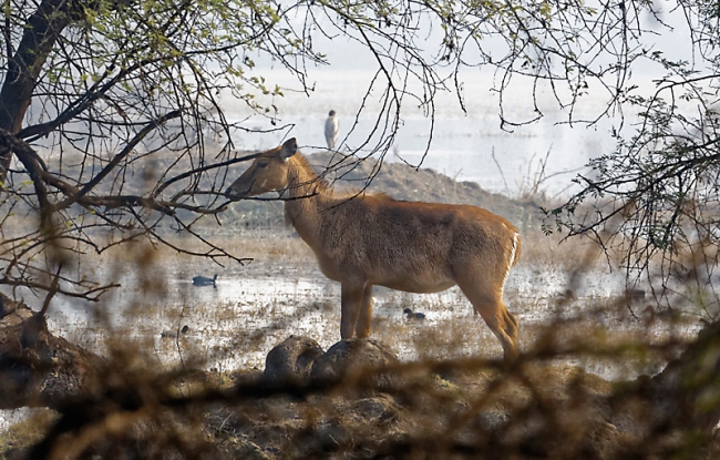 Keoladeo national park-104